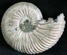 Quenstedticeras Ammonite Fossil With Pyrite #28395-1